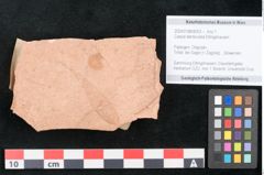 Foto (Objekt + Etikett) von Cassia denticulata Ettingshausen (NHMW-GEO-2024-0188-8053)